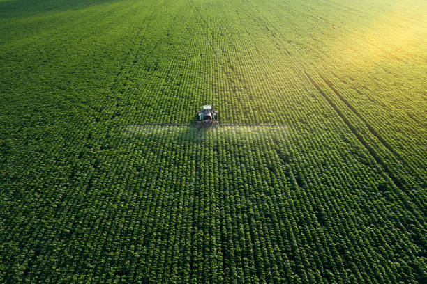Tracking shot. Drone point of view of a Tractor spraying on a cultivated field. Small Business.